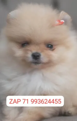 Femeazinha Lulu da Pomerânia anã com pedigree cbkc incluso