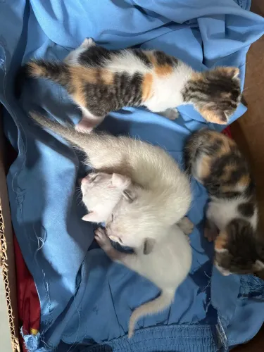 gatinhos para adoção