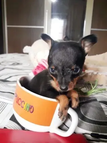 Pinscher de bolso machos disponível 