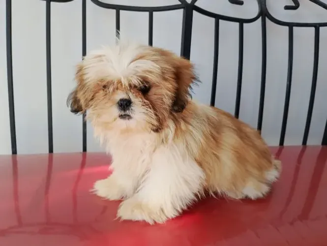 Filhotes de Shih Tzu macho