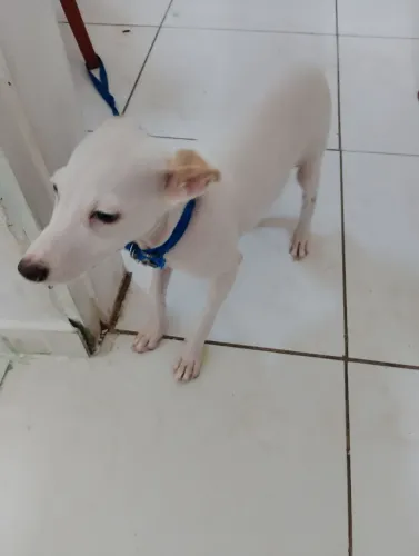 Cachorro
