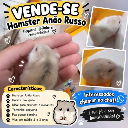 Vende-se hamster anão Russo e gaiolas e terrário 