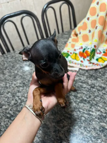 Pinscher zero