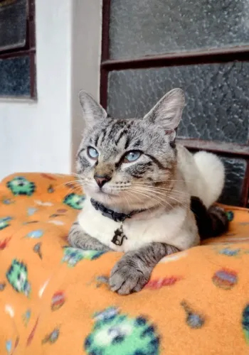 Doação de gatinho