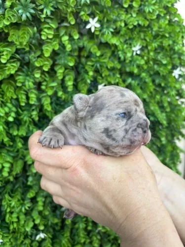 Lindos bebês Bulldogue francês exóticos 