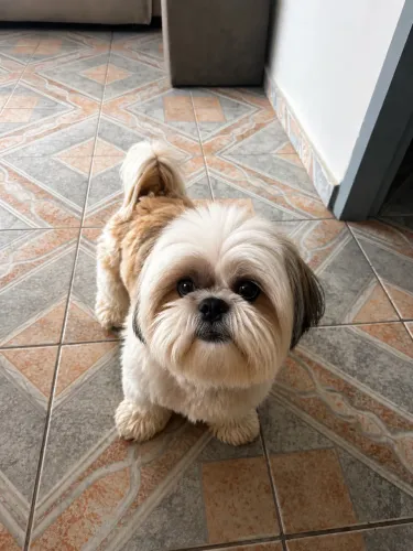 SHIH-TZU DE RAÇA PURA À VENDA!