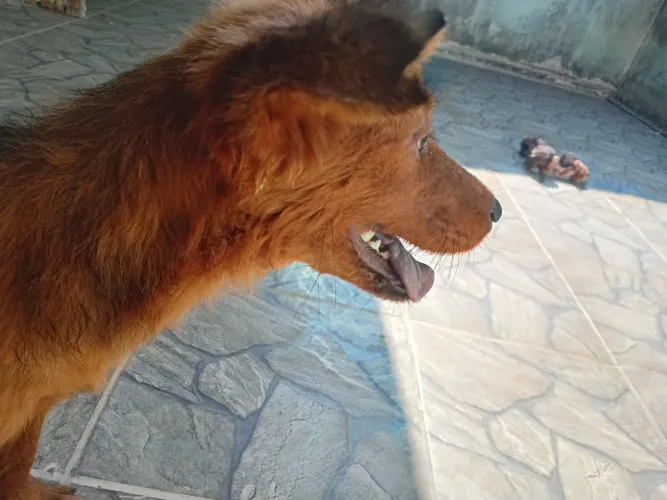 Doação de cachorro