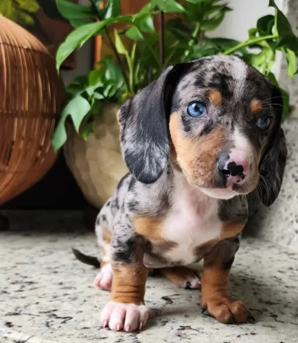 Teckel-Dachshund - A Pronta Entrega. O Mofadinhooo!!!