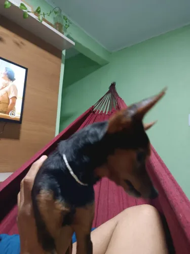 Pincher procura namorada