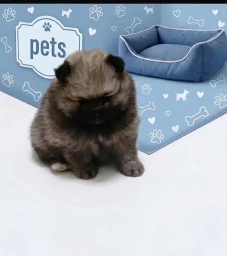 Vendo filhote macho de spitz alemão