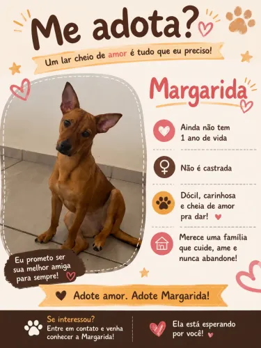 Adoção responsável