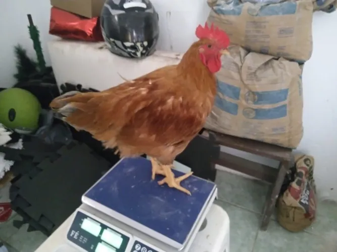 Galos de granja novinho 2 meses também faz troca 