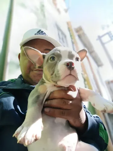 American Bully pocket com pedigree tri BLUE 