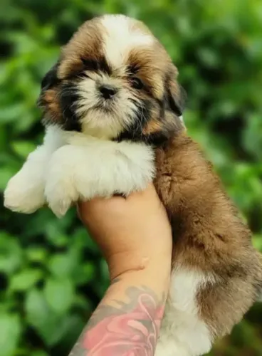 Shih tzu peludo, tranquilo ideal para apartamento
