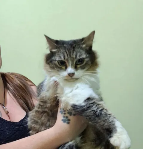 Adoção gatinha castrada, negativa FIV/FELV, leia o texto