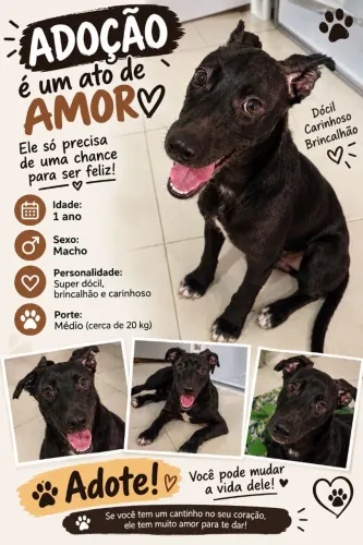 DOAÇÃO DE CACHORRO