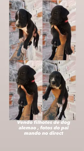 Vende-se filhote de dogue alemão 