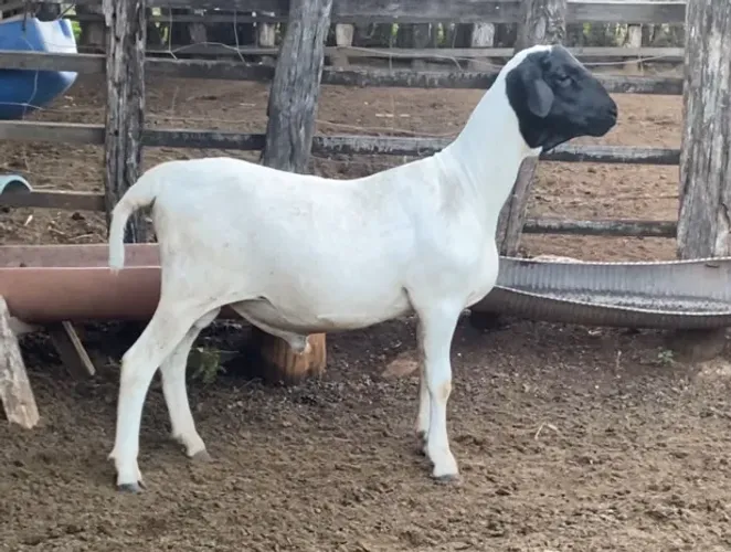 Reprodutor SOINGA puro Carneiro ovelha