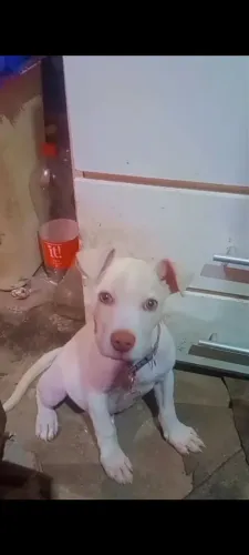 Estou com cachorro para vender de 4 meses
