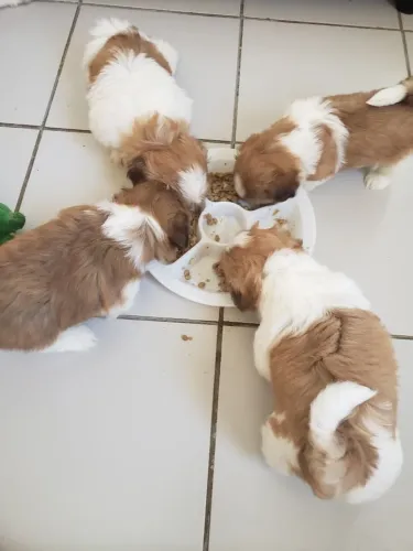 Lhasa Apso maravilhosa 