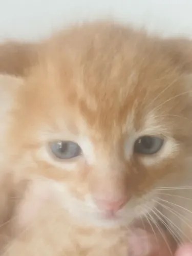 Doação de gatinho filhote