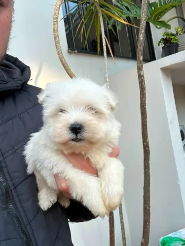 West Terrier