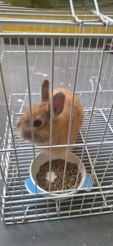 Mini Coelho Macho Adoção Responsável