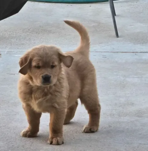 Filhotes de Golden retriever | Prontos para novos lares carinhosos!