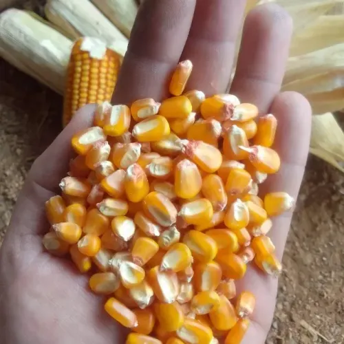 Produtos Agricolas direto da Fazenda (Milho em Grãos,Quirela,Farelo moido de milho e soja)