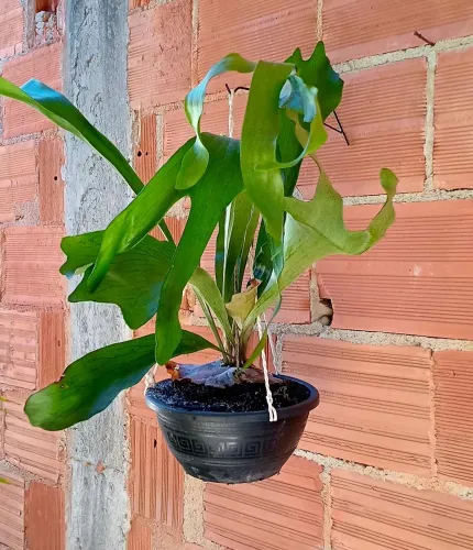 Chifre de veado