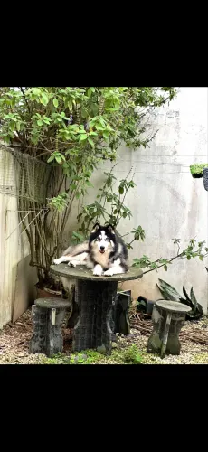 Estou doando meu husky siberiano