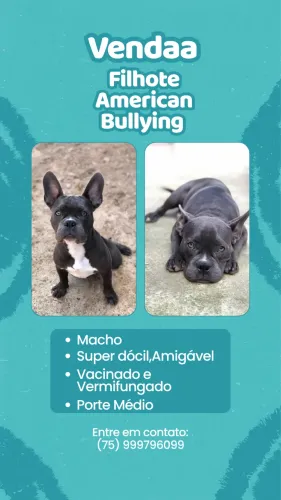 Filhote American Bullying 