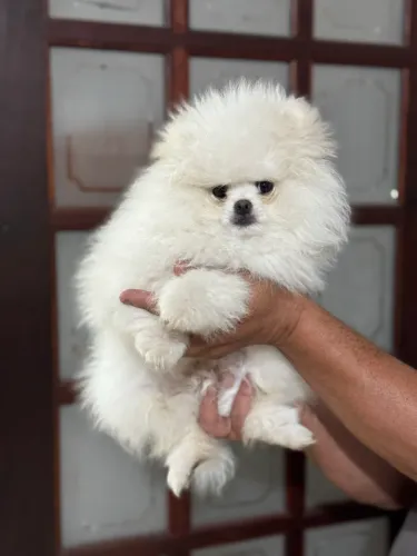 spitz alemão macho - baby face