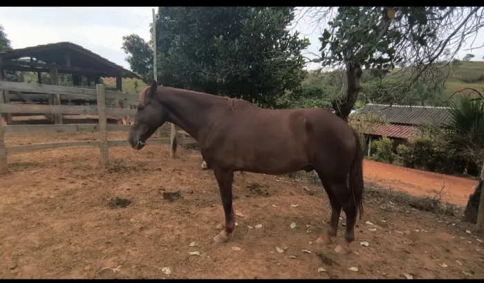 Cavalo marcha picada 