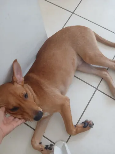 Pet para doação 