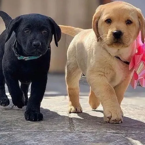 Labrador Amor que cresce com a convivência
