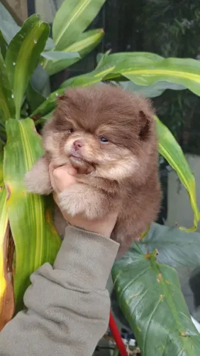 Lulu da Pomerânia machos e fêmeas