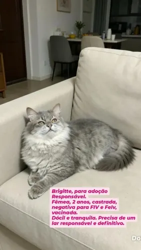 Adoção responsável