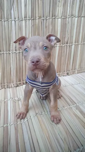 Filhote de Pitbull Monster - Macho