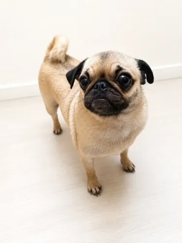 Vendo cachorra pug femea