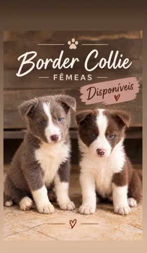 Border Collier 