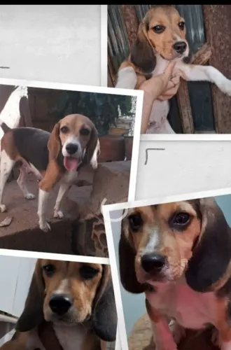 Cachorro Beagle