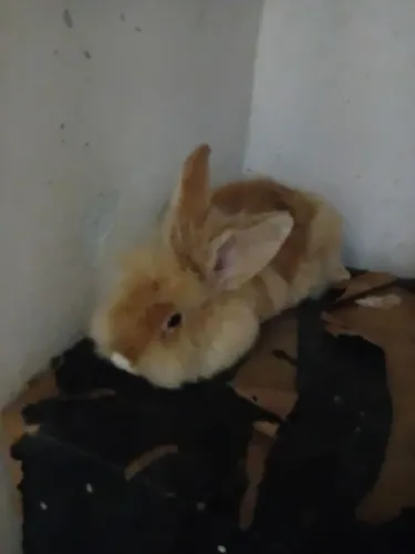 Vendo lindos coelhos