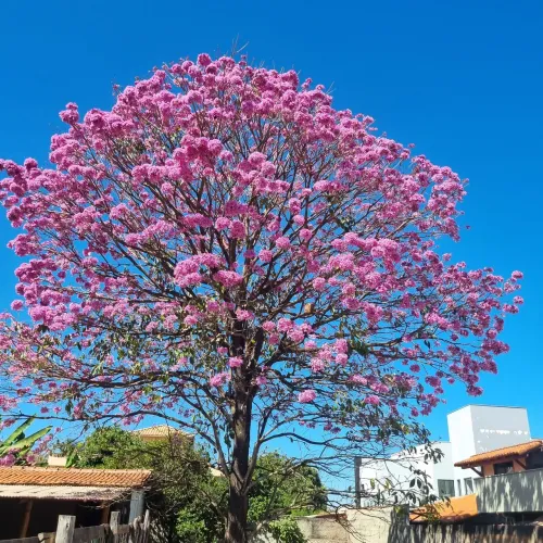 *Oportunidade*!!Condomínio Privê lago norte. Quadra 3. Barato!!