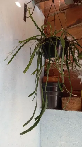 Planta