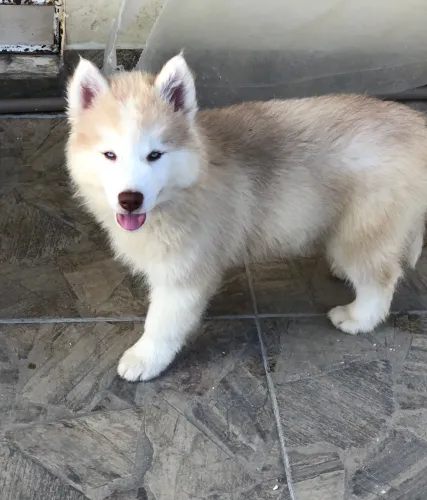 Filhote Husky siberiano Puro ( Venda Rápida) 