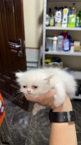 Gato persa 