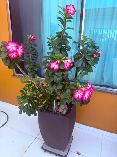 Vaso grande completo com suporte de carrinho e Flor do deserto