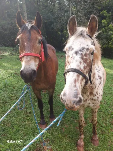 Cavalos a venda