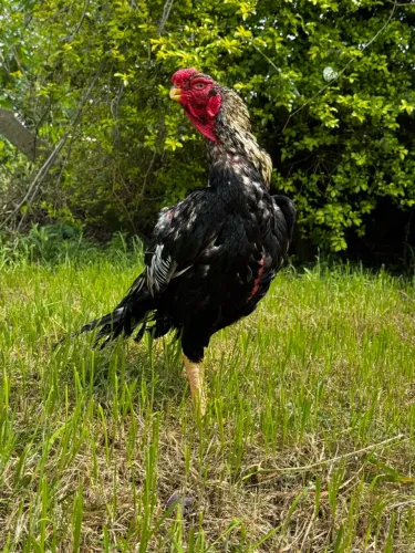 Galo bico curto